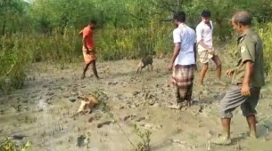 মনপুরায় জোয়ারের পানিতে ভেসে আসা হরিণ শাবক দুটি অবমুক্ত