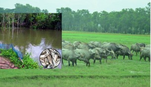 দৌলতখানে দেড় কোটি  টাকার মাছের ক্ষতি