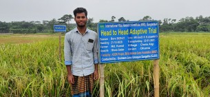 ফলন বাড়াতে প্রয়োজন  উন্নত মানের নতুন জাতের ধান চাষ