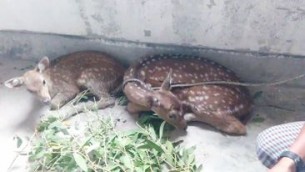 মনপুরায় অতি জোয়ারের পানিতে ভেশে আসা দুটি হরিণ শাবক উদ্ধার