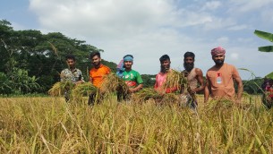 ভোলায় কৃষকের ক্ষেতের ধান কেটে দিলো ছাত্রলীগ