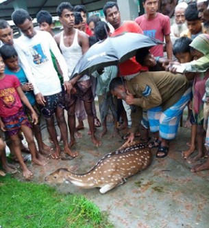 ভোলায় খাবারের সন্ধানে  গিয়ে প্রাণ হারাচ্ছে হরিণ