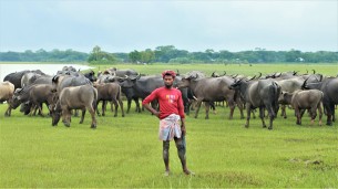ভোলার চরাঞ্চলে মহিষ পালনে ব্যাপক বাণিজ্যিক সম্ভাবনা