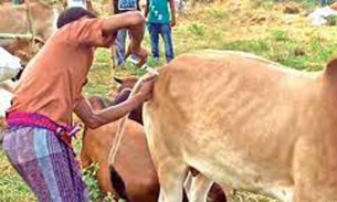 ভোলায় খুরা রোগ নিয়ন্ত্রণে দেয়া হচ্ছে প্রায় ৮ লাখ ডোজ ভ্যাক্সিন