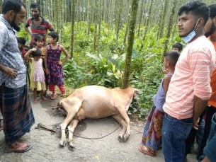 বোরহানউদ্দিনে প্রতিশোধ নিতে ফাঁস লাগিয়ে গরু হত্যা