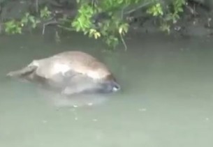 ভোলায় ঘুর্ণিঝড় ইয়াসে গবাদিপশু  ও মৎস্য সম্পদের ব্যাপক ক্ষতি