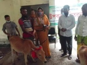 মনপুরায় জেলেদের মাঝে গরুর বাচ্চা বিতরণ