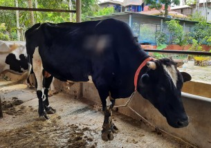 ভোলায় একটন ওজনের লালু’র মূল্য ৬ লাখ টাকা