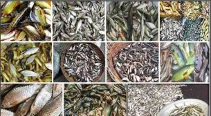 বিলুপ্তির পথে দেশীয় প্রজাতির মাছ