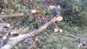 ভোলায় চাচার বিরুদ্ধে গাছ কেটে নেয়ার অভিযোগ করলো ভাতিজা