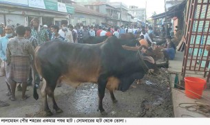 লালমোহনে জমজমাট  হয়ে উঠছে পশুর হাট