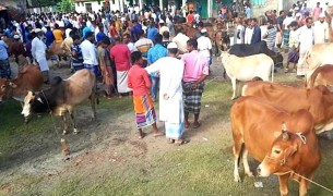 চরফ্যাশনে লকডাউন উপেক্ষা করে বসছে পশুরহাট