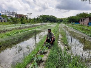 ভোলায় বৃদ্ধি পেয়েছে সার্জণ পদ্ধতিতে সবজি চাষ