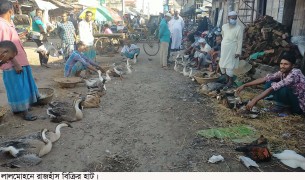 নিম্ন আয়ের মানুষের কোরবানি হবে রাজহাঁস দিয়ে