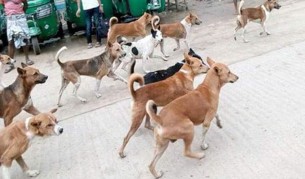 দৌলতখানে কুকুরের কামড়ে  তিন শিশু আহত