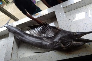 ভোলায় জেলেদের জালে ধরা পড়লো ১০ টি ফ্লাইং ফিশ