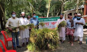 ভোলায় ব্রী-ধান ৮২ এর শষ্য কর্তণ অনুষ্ঠিত