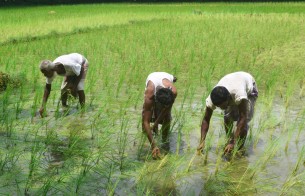 ভোলায় আমন ধান চাষে ব্যস্ত কৃষকরা