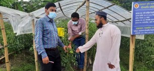 ভোলায় গ্রীস্মকালীন টমোটো চাষে  কৃষকদের মাঝে ব্যাপক সাড়া