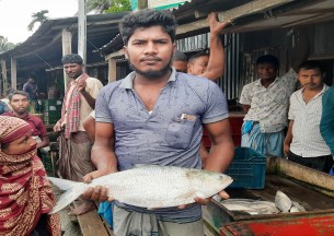 ভোলায় জেলেদের জালে ধরা পড়লো ২ কেজি ৩শ’ গ্রামের রাজা ইলিশ