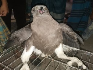 ভোলায় উদ্ধার হওয়া  ঈগল অবমুক্ত