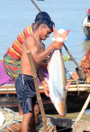 ভোলার মেঘনায় জেলেদের  জালে ধরা পড়ছে পাঙ্গাস