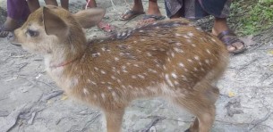 ভোলায় জোয়ারে ভেসে আসা হরিণ শাবক অবমুক্ত