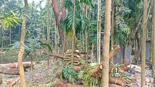 লালমোহনের চরছকিনা গ্রামের গৃহবধূ রেনুর জমি দখলের চেষ্টার অভিযোগ