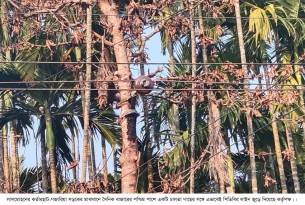 লালমোহনে গাছের সঙ্গে বিদ্যুতের তার