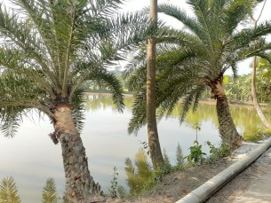 ভোলায় রস সংগ্রহের জন্য  খেজুর গাছের পরিচর্যা শুরু