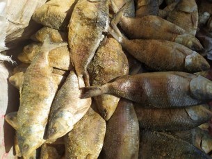 ভোলা থেকে হারিয়ে যাচ্ছে  নোনা ইলিশের স্বাদ