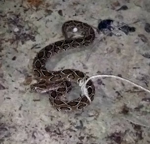 দৌলতখানে বসত ঘর থেকে  রাসেল ভাইপার সাপ উদ্ধার