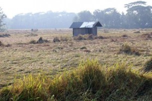 বোরহানউদ্দিনে রাতের আঁধারে পাকা ধান ক্ষেত দখল করে ঘর নির্মাণের অভিযোগ