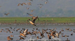 ভোলার চরাঞ্চলে অতিথি পাখিদের  কলকাকলিতে মুখরিত