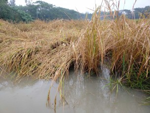 মনপুরায় ভারী বর্ষণে দুই হাজার হেক্টর জমির ফসলের ক্ষতি