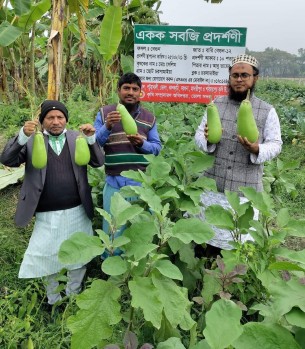 ভোলায় বারি বেগুন-১২ চাষে ভালো ফলনে কৃষকদের আগ্রহ বাড়ছে