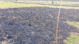 লালমোহনে জমি বিরোধের জের ফসলি জমিতে আগুন দেওয়ার অভিযোগ