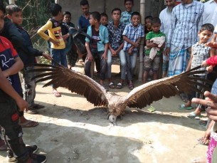 ভোলায় আবারও উদ্ধার হলো সংকটাপন্ন হিমালয়ী শকুন