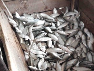 দৌলতখানের মেঘনায় চলছে জাটকা নিধনের মহোৎসব