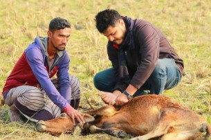 ভোলার ভেলুমিয়ার চরে  গবাদিপশুর টিকা প্রদান