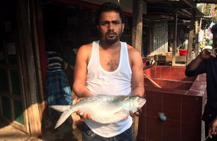 ভোলায় জেলেদের জালে মিললো প্রায় ২ কেজি ওজনের ইলিশ