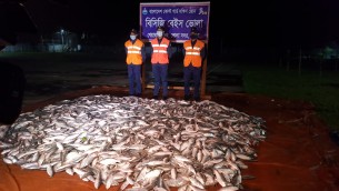 ভোলায় কোস্টগার্ডের অভিযানে ২দিনে ৮০ মণ জাটকা জব্দ