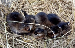 ভোলায় মেছো বাঘের ৪টি বাচ্চা উদ্ধার