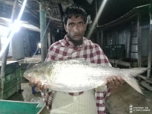 ভোলায় জেলের জালে রাজা ইলিশ