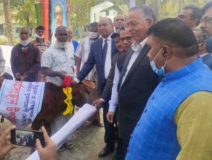 বোরহানউদ্দিনে বিকল্প কর্মসংস্থানের জন্য  অসহায় জেলেদের গরুর বাচ্চা বিতরণ