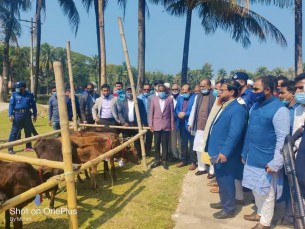 দৌলতখানে জেলেদের বিকল্প  কর্মসংস্থানের জন্য গরু বিতরণ