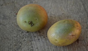 সবুজ আলু খাওয়া নিরাপদ?