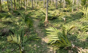 এ কেমন সুপারি গাছের সাথে শত্রুতা !