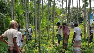 লালমোহনে জমি থেকে গাছপালা কেটে নেয়ার অভিযোগ