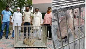 ভোলায় বিলুপ্ত প্রজাতির বনবিড়াল উদ্ধার